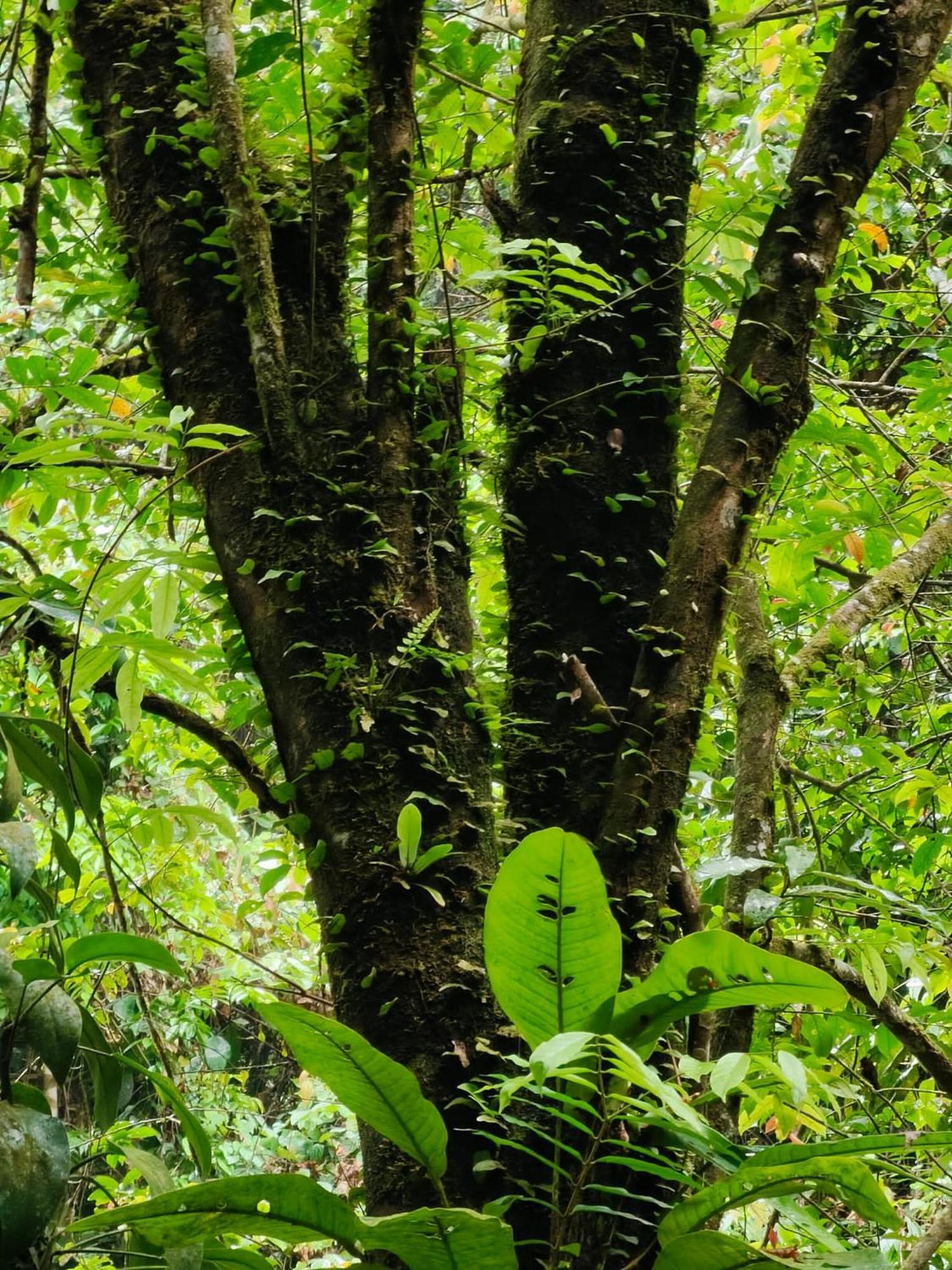 Asim Paris Guesthouse & Jungle Trekking Букит-Лаванг Экстерьер фото