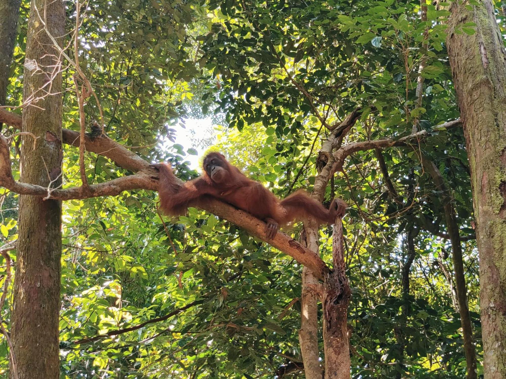 Asim Paris Guesthouse & Jungle Trekking Букит-Лаванг Экстерьер фото