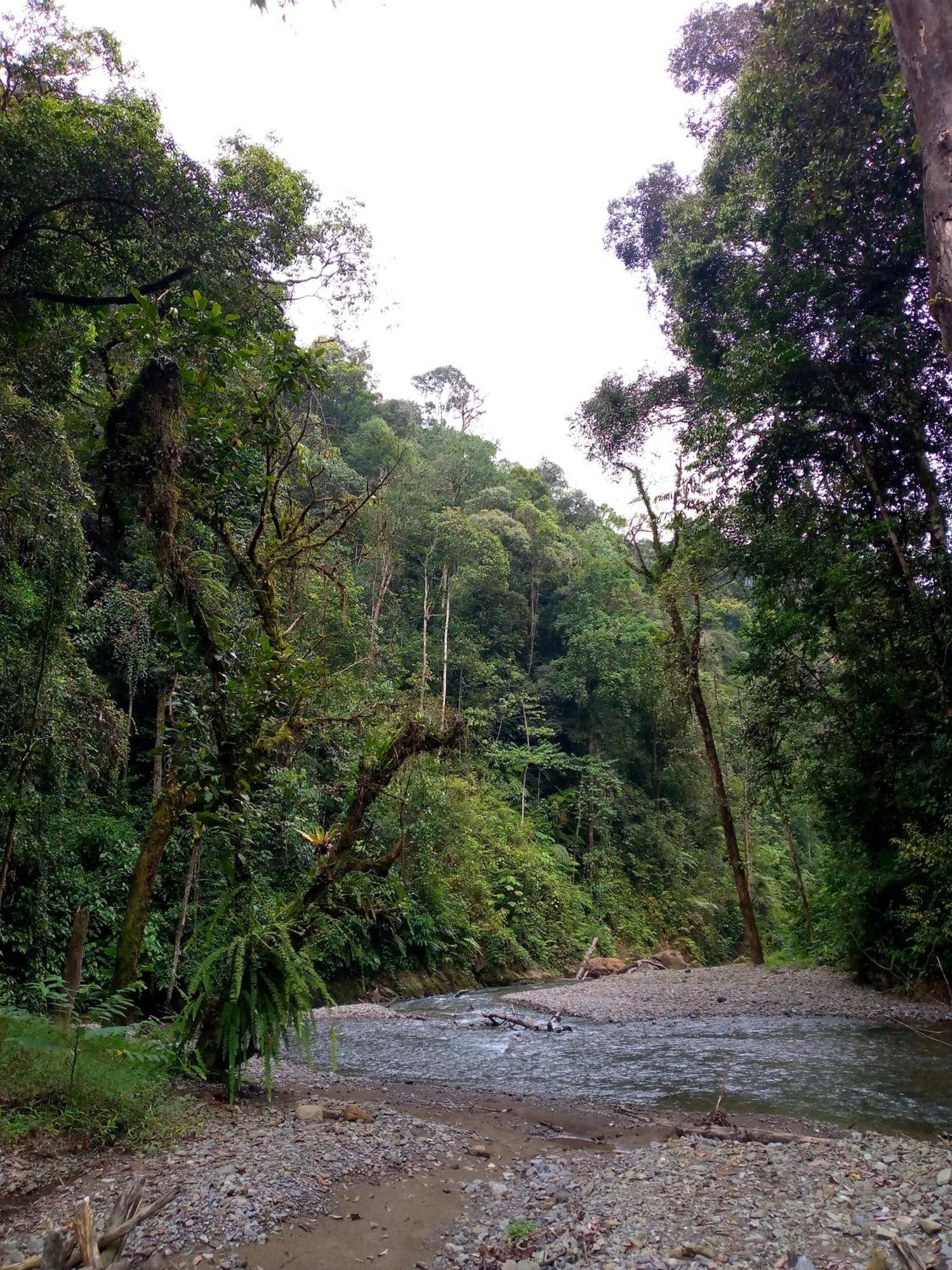 Asim Paris Guesthouse & Jungle Trekking Букит-Лаванг Экстерьер фото