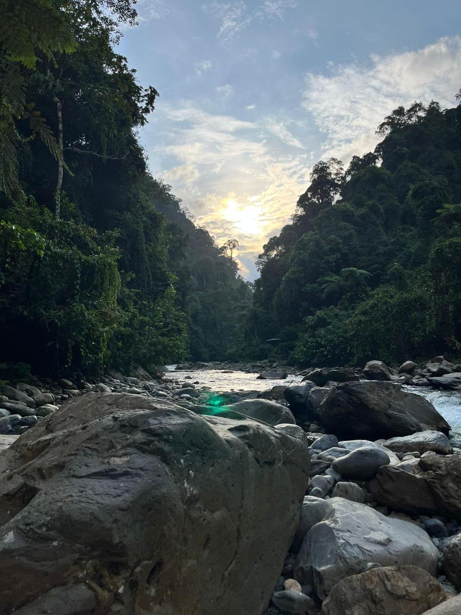 Asim Paris Guesthouse & Jungle Trekking Букит-Лаванг Экстерьер фото