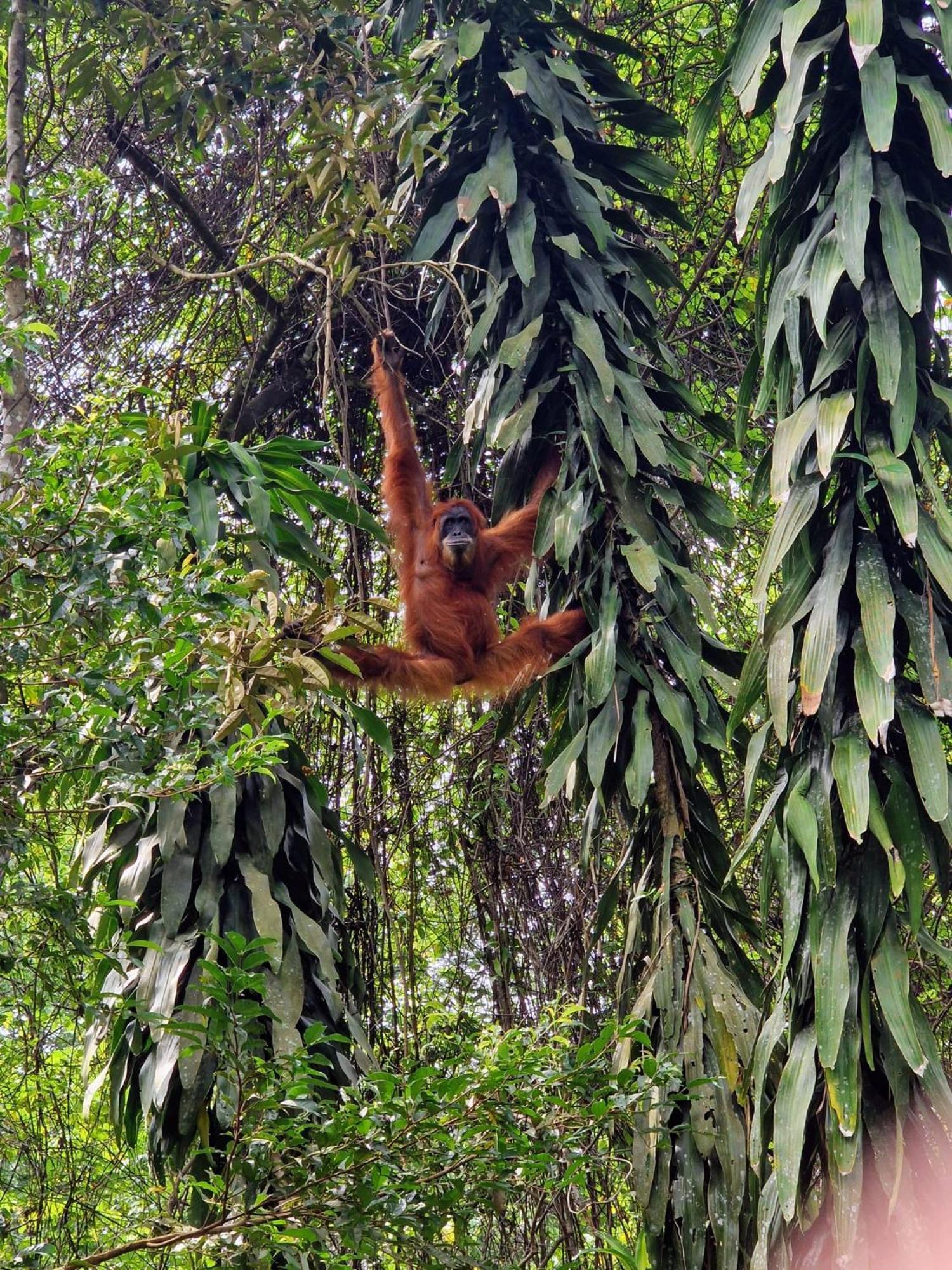 Asim Paris Guesthouse & Jungle Trekking Букит-Лаванг Экстерьер фото